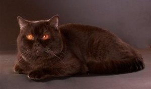 Шоколадный окрас британских кошек с фото галереей. Фото британских кошек, котов, котят шоколадного окраса. Шоколадные британцы: стандарт окраса 
